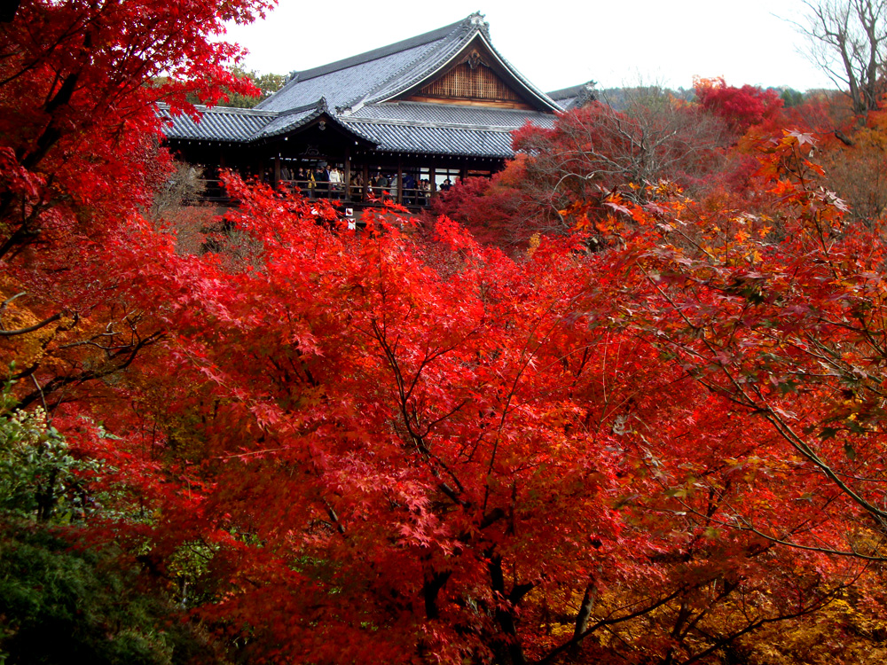 Maples in Kyoto in Autumn