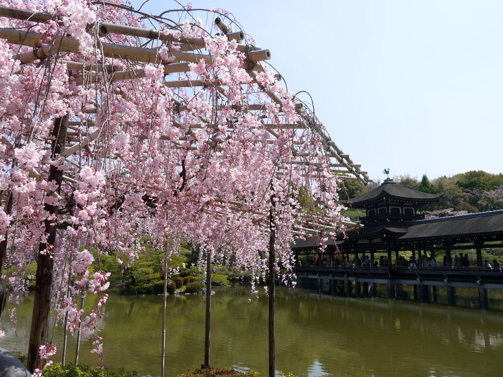 Weeping cherry