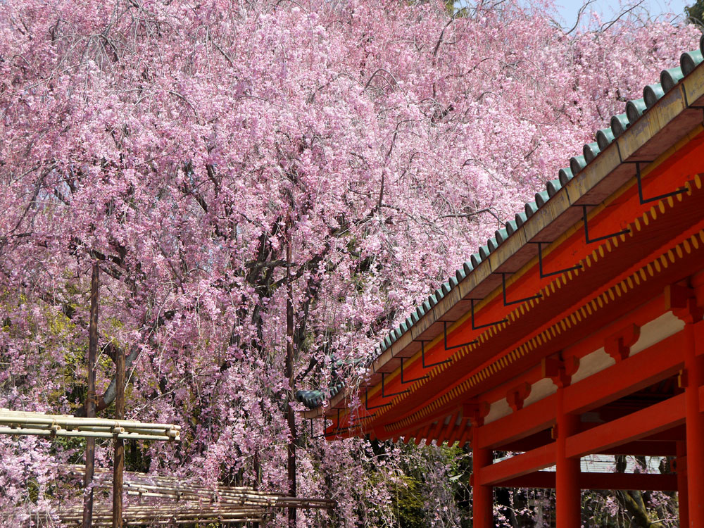 Heian Jingu 平安神宮 Kyoto Gardens