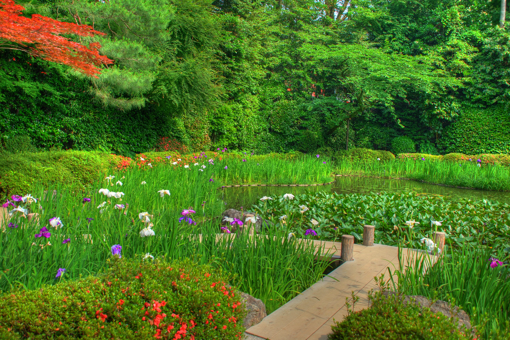 Iris in Heian Jinguu