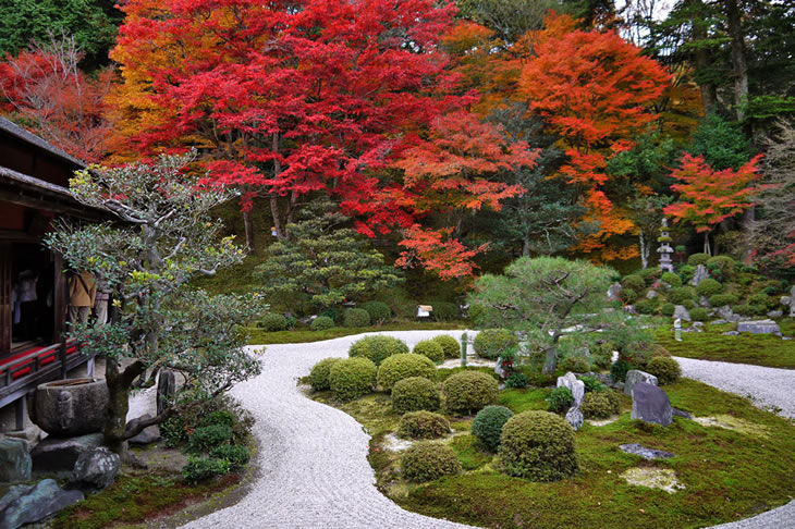 Maples in xen garden