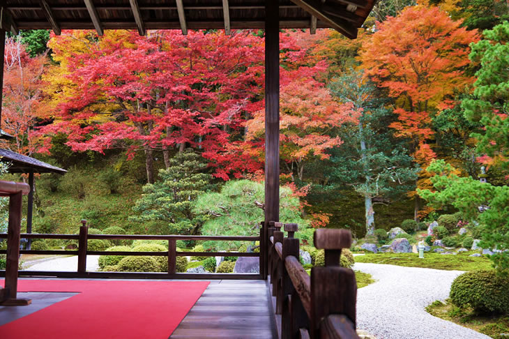 Maples in Japanese garden