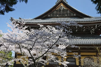 Cherry in Nanzenji