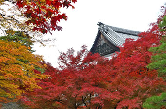 Maple color in Nanzenji