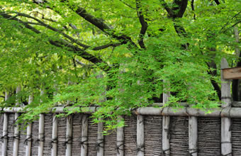 Bamboo fence